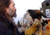 В Британии участились случаи нападения чаек на людей. Для борьбы с ними будут использовать хищных птиц
