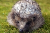 Еж облысел из-за теплой зимы