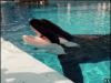 Кит-убийца напал на дрессировщицу в SeaWorld