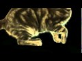 В рекламе Whiskas показали кошачьи ужимки и прыжки в slow motion