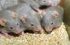 Американские ученые испытывают вакцину против рака молочной железы