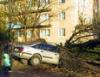 Ветром в Москве повалены почти 900 деревьев, повреждены более 25 машин