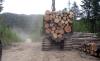 В Приморье продолжают воровать лес (ФОТО, ВИДЕО)