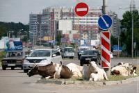 Коровы под кирпичом