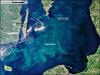 Балтийское море цветет от Финляндии до Польши