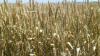Аргентинские фермеры не способны восполнить недостаток пшеницы