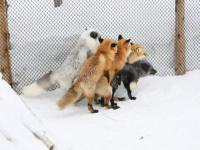 Если на Firefox..