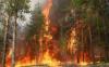 Наши леса поджигает «невидимая рука рынка»