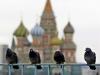 В Москве замечена массовая гибель голубей