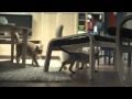 Cats (advert)