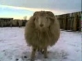 Борис, завязывай!
