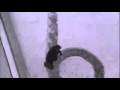 Веселый зимний развод