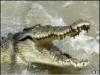 Крокодилу на Украине плохо из-за съеденного мобильника