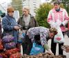 Цену на картошку могут «заморозить»