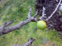 Лимон перепутал времена года