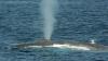 Горбатые киты ищут убежища в прибрежных водах Нью-Йорка