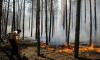 «Гринпис» дал МЧС неделю на предотвращение огненной катастрофы в Москве