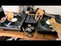 Котята — диджеи