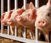 Украинским фермерам запретят резать своих свиней