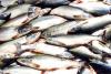 Мы сделали шаг к цивилизованному рыбному рынку?