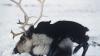 Популяции северных оленей в Канаде сократились на 40%