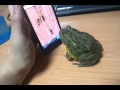 Африканская лягушка кушает букашек и страшно мстит )))