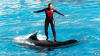 Аквапарки SeaWorld судят за «порабощение» косаток