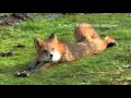 Кот и лиса. Знакомство