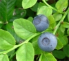 10 жизненно важных продуктов. Официальный список