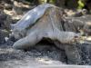 Умерла последняя гигантская галапагосская черепаха