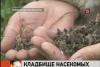 Биокатастрофа: В Нижегородской области вместе с вредителями уничтожили и пчёл, и кротов, и ежей, а агрономы даже извиняться не спешат