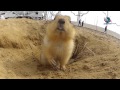 Космический суслик