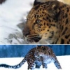 Амурский леопард может исчезнуть