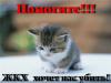 ЖКХ снова убивает бездомных кошек