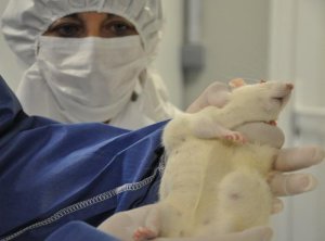 CRIIGEN: «Генетически-модифицированная кукуруза и средство для уничтожения сорняков «Monsanto» вызывает 70% рост опухолей, значительно сокращает продолжительность жизни».