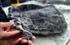 Близ польской мусорной свалки обнаружены древнейшие окаменелые останки черепах