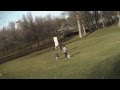 Беркут в Монреале пытается унести ребенка.
