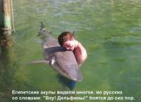 Вау! Дельфины!