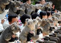 Коалы. Made in China