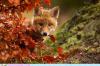Вышел Firefox 20