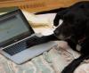 В Facebook появились иконки для представителей сексменьшинств…