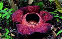 Растения-обманщики. Раффлезия (Rafflesia)