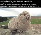 Эволюция домашней овцы: уже не способны останавливать рост шерсти.
