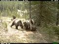 Эти забавные канадские мишки
