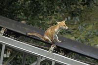 Лис. Просто лис.