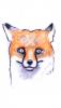 Проект Mozilla официально представил релиз web-браузера Firefox 26, а также мобильную версию Firefox 26 для платформы Android