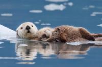 Малыш выдры и его мама. Аляска