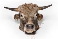 Серия «Полных бескровия» фотографий, немецкого фотографа Юлии Ункель