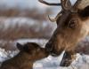 Кормильцы Ямала оказались в беде (В округе олени тысячами умирают от голода)