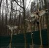 «Революционный перформанс» в Межгорье